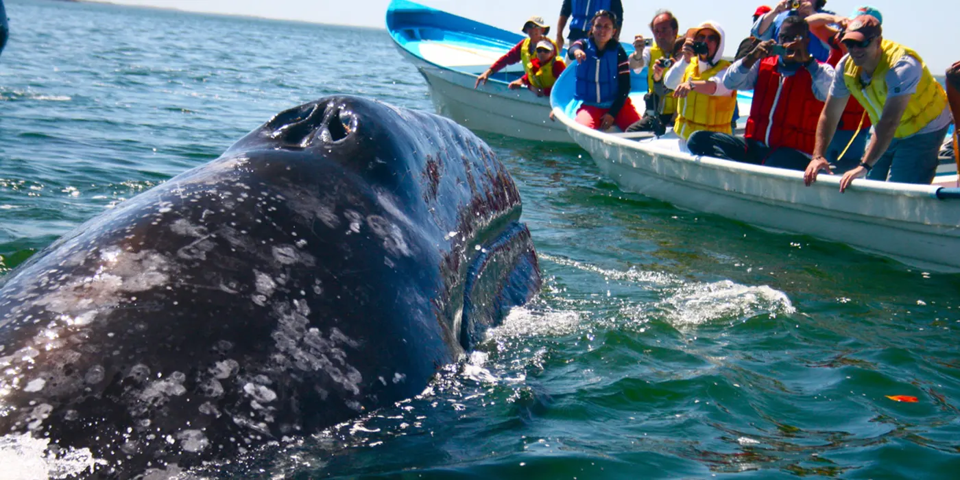 whale watching mirissa
